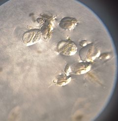 Holopedium gibberum 153083789 by Arne Fahrenholz. Used under a CC BY 4.0 license.