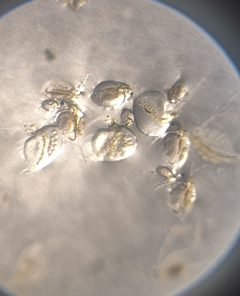 Holopedium gibberum 153083803 by Arne Fahrenholz. Used under a CC BY 4.0 license.