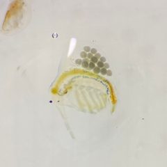Holopedium gibberum 209626837 by Stephanie Tran. Used under a CC BY 4.0 license.