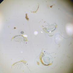Holopedium gibberum 209724065 by Stephanie Tran. Used under a CC BY 4.0 license.