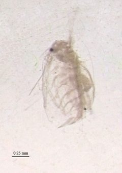 Penilia avirostris by Minami Himemiya. Used under a CC BY-SA 3.0 license.