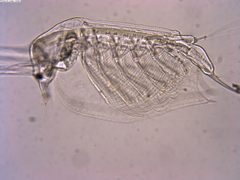 Penilia avirostris 146626828 by Lukas Schärer. Used under a CC BY 4.0 license.