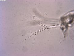 Penilia avirostris 146626881 by Lukas Schärer. Used under a CC BY 4.0 license.