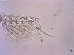 Penilia avirostris 146626892 by Lukas Schärer. Used under a CC BY 4.0 license.