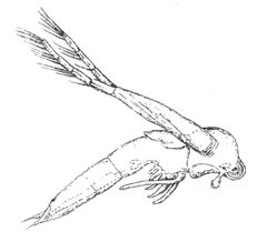 Leptodora by A. Milnes Marshall. Used under a Public domain license.