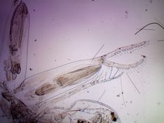 Leptodora kindtii 143293671 by Ivan Sinkov. Used under a CC BY 4.0 license.