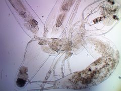 Leptodora kindtii 143293672 by Ivan Sinkov. Used under a CC BY 4.0 license.
