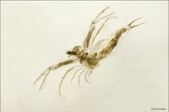 Leptodora kindtii 53114765 by Dmitry Kulakov. Used under a CC BY 4.0 license.