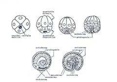 Crostacei cladoceri- segmentazione oloblastica by Piero Sagnibene. Used under a CC BY-SA 3.0 license.