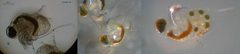 Polyphemus pediculus by Dr. Ralf Wagner. Used under a CC BY-SA 3.0 license.