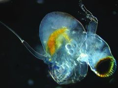 Polyphemus pediculus 143050581 by Ivan Sinkov. Used under a CC BY 4.0 license.