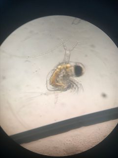 Polyphemus pediculus 46943485 by Vsevolod. Used under a CC BY 4.0 license.