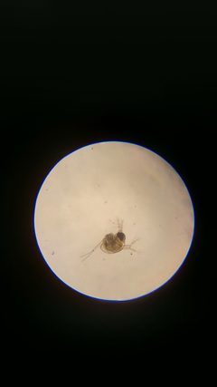 Polyphemus pediculus 50748686 by Mikko Heikkinen. Used under a CC BY 4.0 license.