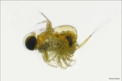 Polyphemus pediculus 53113199 by Dmitry Kulakov. Used under a CC BY 4.0 license.