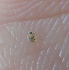 Polyphemus pediculus 78645473 by Mikko Heikkinen. Used under a CC BY 4.0 license.