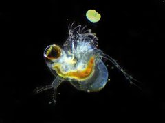 Polyphemus pediculus 90846678 by Ivan Sinkov. Used under a CC BY 4.0 license.