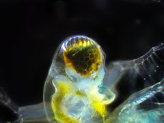 Polyphemus pediculus 90846784 by Ivan Sinkov. Used under a CC BY 4.0 license.