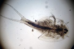 Triops Longicaudatus at about 48 hours old by wikipedia. Used under a CC-BY-SA-3.0 license.
