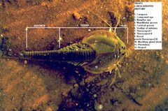 Triops anatomy new by Crustaceanguy at English Wikipedia. Used under a Public domain license.