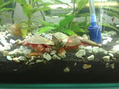 Triops longicaudatus by Dr.Triops. Used under a CC BY-SA 4.0 license.