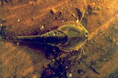 Triops longicaudatus 3 by USGS. Used under a Public domain license.