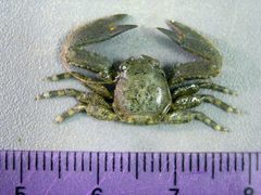 Petrolisthes armatus Texas PWD by Texas PWD (Brenda Bowler). Used under a CC BY-SA 4.0 license.