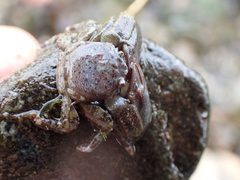 Petrolisthes eriomerus 118894714 by Ellyne Geurts. Used under a CC0 license.