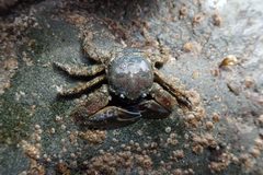 Petrolisthes eriomerus 34398316 by Randal. Used under a CC0 license.