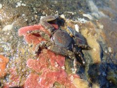 Petrolisthes eriomerus 66320377 by Randal. Used under a CC0 license.