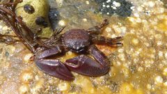 Petrolisthes eriomerus 85775210 by Marilynne Box. Used under a CC BY 4.0 license.