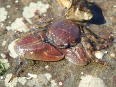 Petrolisthes eriomerus 88272047 by Randal. Used under a CC0 license.