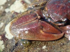 Petrolisthes eriomerus 88272062 by Randal. Used under a CC0 license.