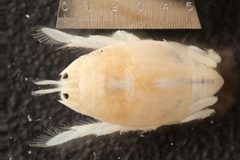 Emerita analoga up by University of California San Diego. Used under a CC BY-SA 3.0 license.
