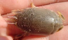 Female-sand-crab-back by Woody Thrower, en.wikipedia user: Wthrower. Used under a Public domain license.