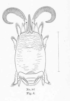 FMIB 51211 hippa talpoida by James Henry Emerton
. Used under a Public domain license.