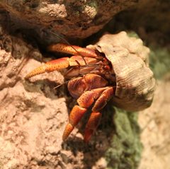 Coenobita clypeatus by Grook Da Oger. Used under a Public domain license.