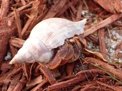 Coenobita clypeatus 176167485 by Cecil Smith. Used under a CC BY 4.0 license.