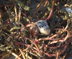 Coenobita clypeatus P1380232a by 
xpda. Used under a CC BY-SA 4.0 license.
