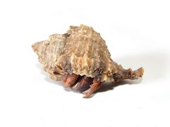 Coenobita clypeatus hidden by ZooFari. Used under a Public domain license.