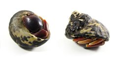 Coenobita clypeatus in shell by ZooFari. Used under a Public domain license.