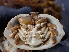 Cryptolithodes sitchensis close ventral view by Matt Muir. Used under a CC BY 4.0 license.