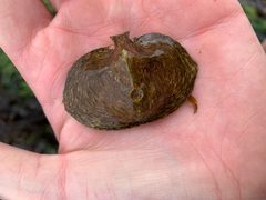Cryptolithodes sitchensis dorsal view by Spencer Quayle. Used under a CC0 license.