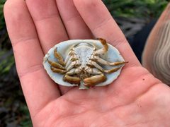 Cryptolithodes sitchensis frontal ventral view by Spencer Quayle. Used under a CC0 license.