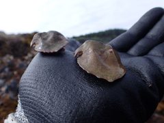 Cryptolithodes sitchensis two specimens dorsal by Matt Muir. Used under a CC BY 4.0 license.