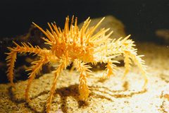Spiny king crab by wikipedia. Used under a CC BY 2.5 license.