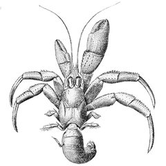 Pagurus acadianus by James E. Benedict (1854–1940). Used under a Public domain license.