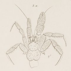 Pagurus hirsutiusculus sketch by James Dwight Dana. Used under a Public domain license.