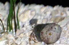 Diadema antillarum 1zz by Photo by David J. Stang. Used under a CC BY-SA 4.0 license.