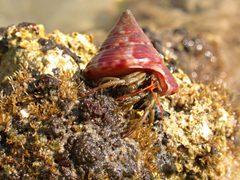 Pagurus longicarpus by Banco de imágenes del CNICE - MEC. Used under a CC BY-SA 2.5 es license.