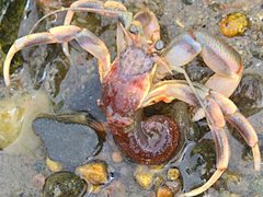 Pagurus longicarpus-naked by Peterwchen. Used under a CC BY-SA 4.0 license.